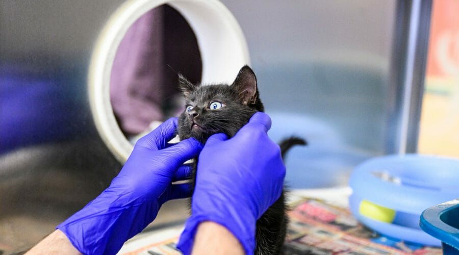 gloved hands of veterinary intern examine kitten