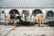 Two dairy cows graze at agricultural facility on the UW campus