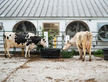 Two dairy cows graze at agricultural facility on the UW campus