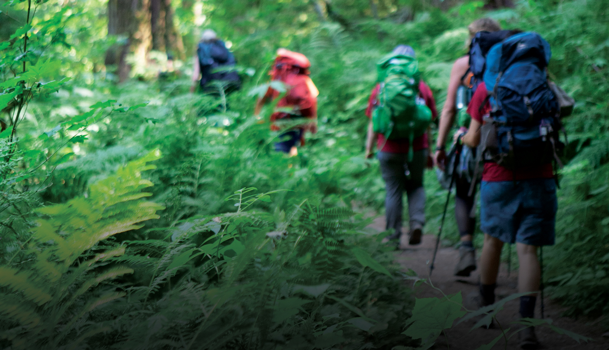 Group of campers hiking through green forest