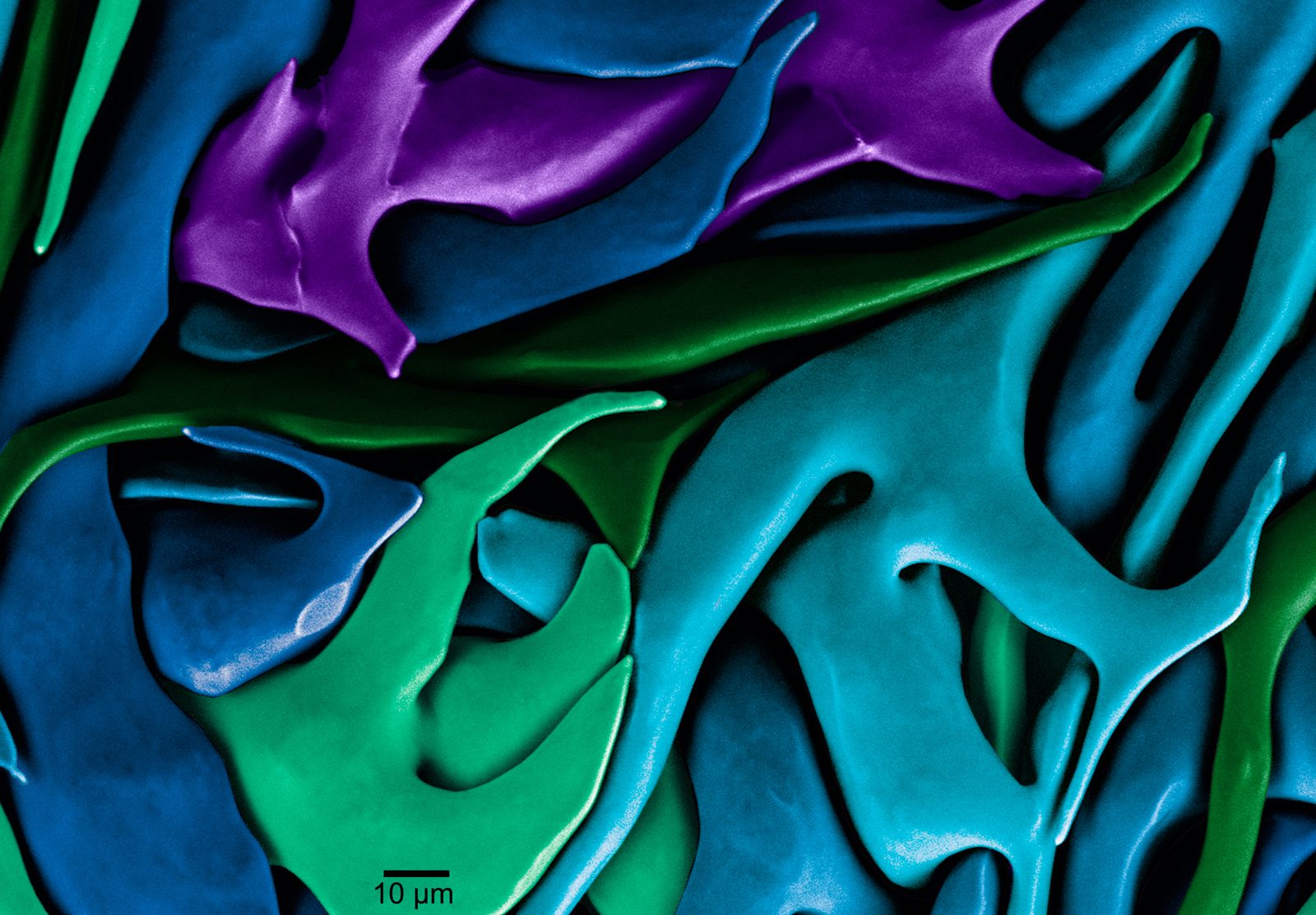 Rendering of sea urchin teeth micrograph
