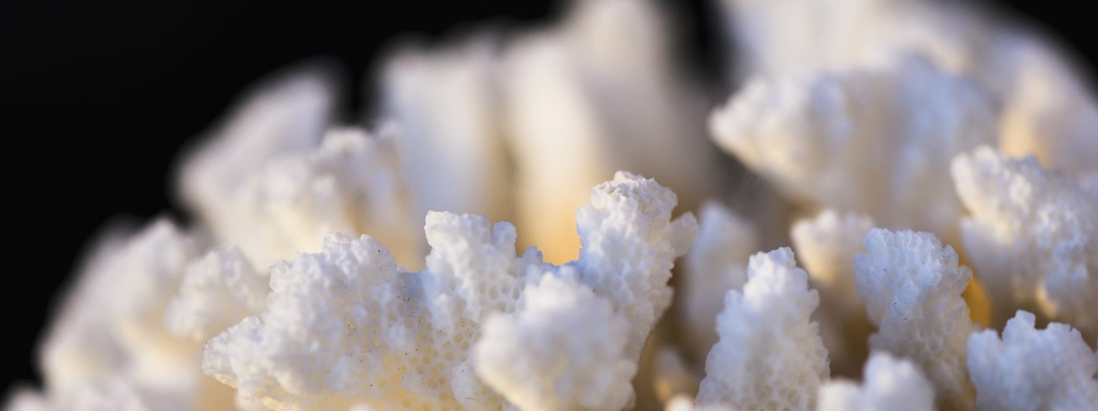 Extreme close-up of biomineral
