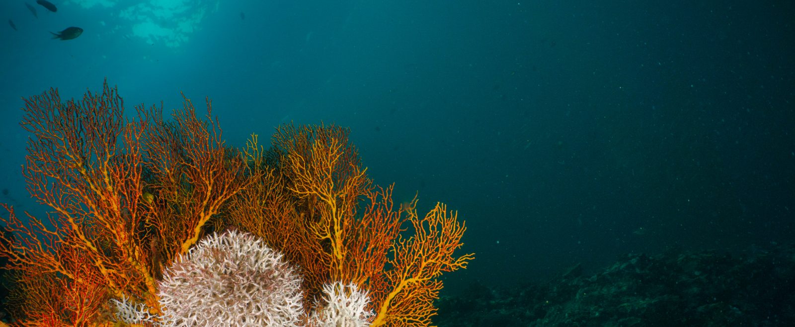 Underwater photo of coral