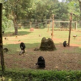 Chimps in enclosure