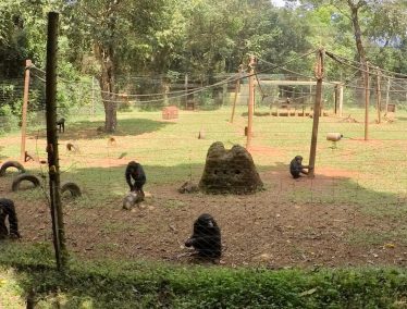 Chimps in enclosure
