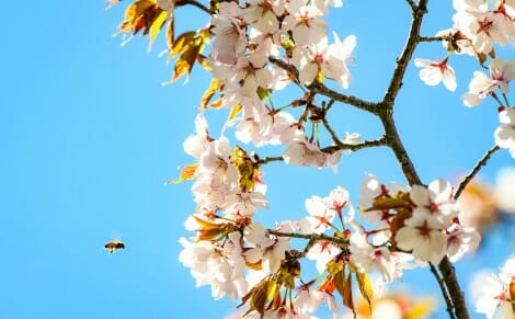A bumble bee approaches crabapple tree flowers