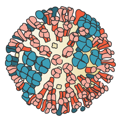 illustration of the influenza virus