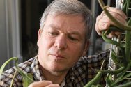 Ken Cameron inspects vanilla plants