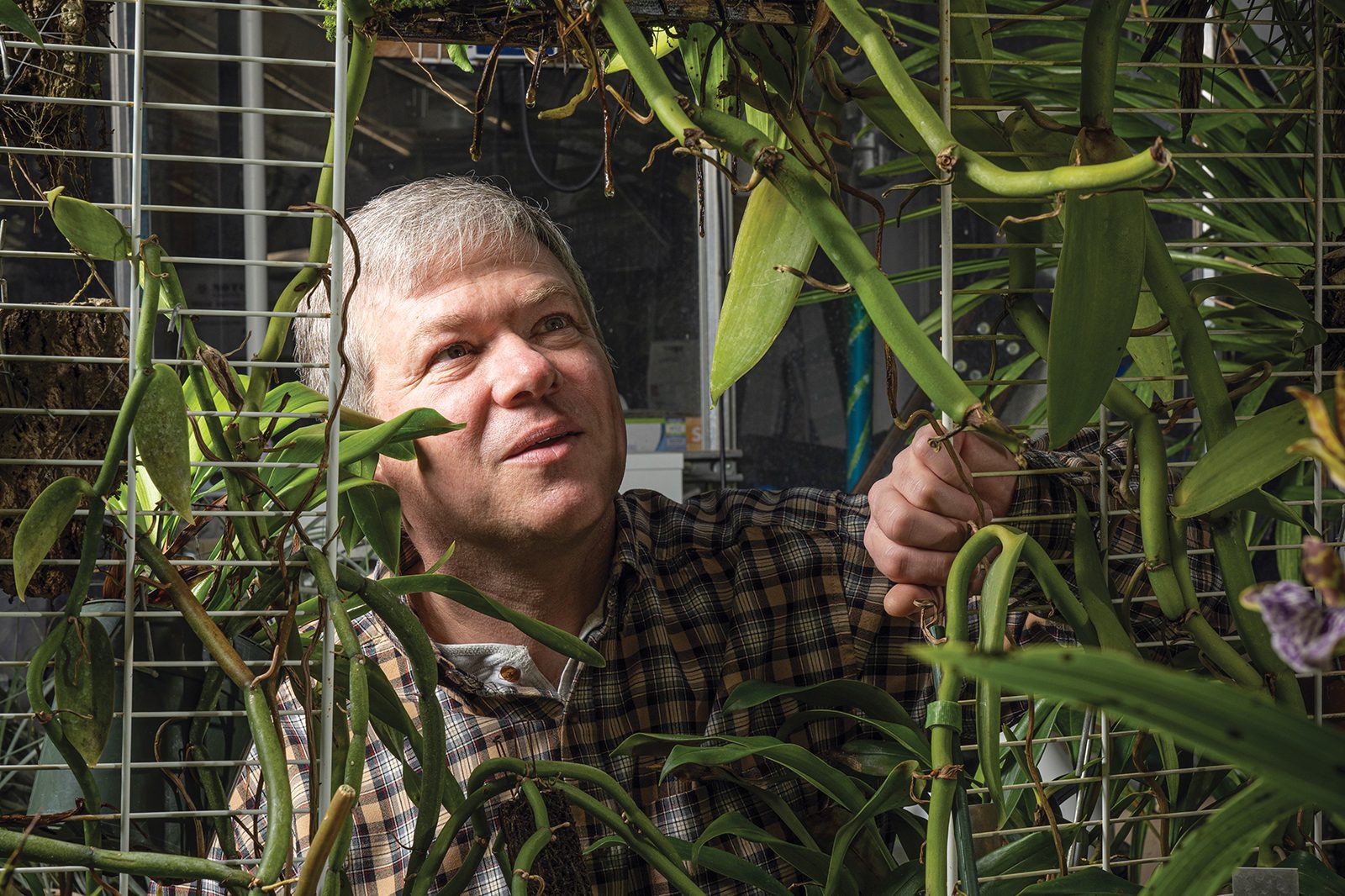 Ken Cameron examines his Vanilla orchid plants