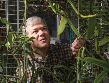 Ken Cameron examines his Vanilla orchid plants