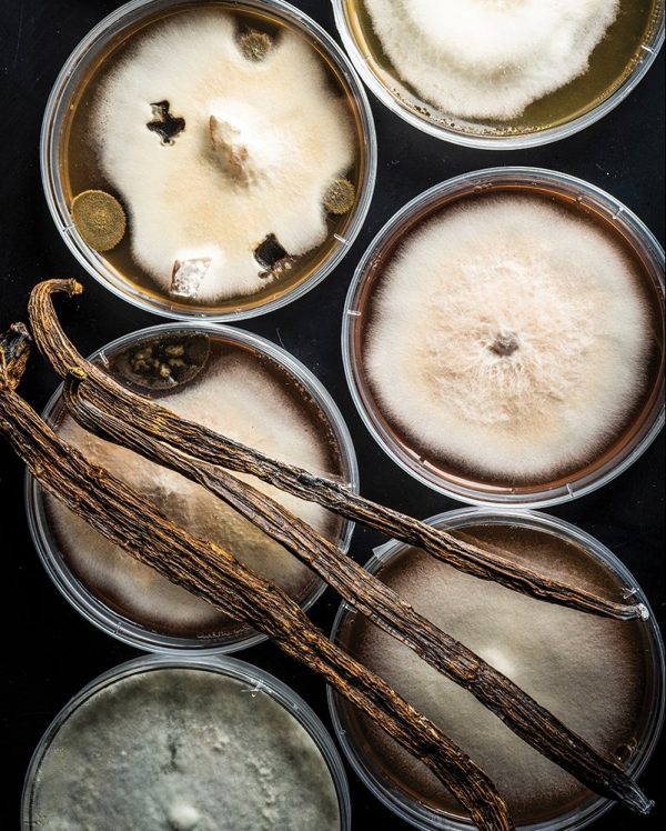 Rows of mold samples in petri dishes laid out alongside vanilla pods