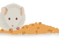 Illustration of mouse eating from pile of food