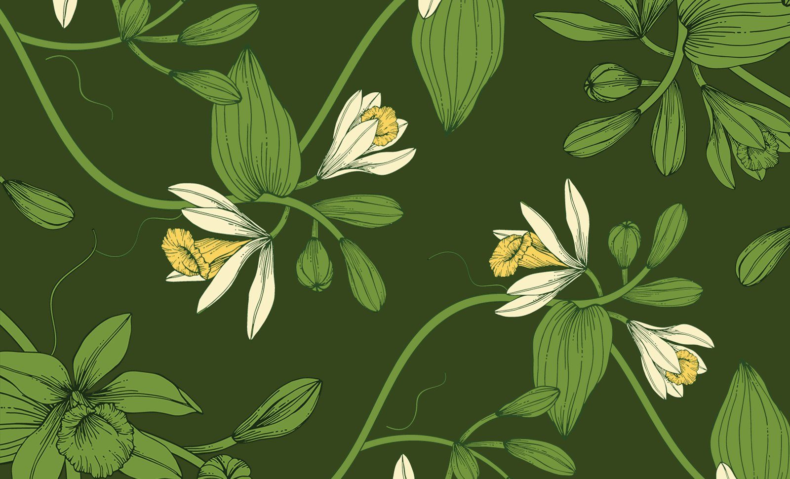 Illustration of Vanilla orchid flowers and pods
