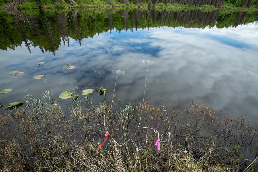 Minnow traps are visible near the surgace of South Rolly Lake