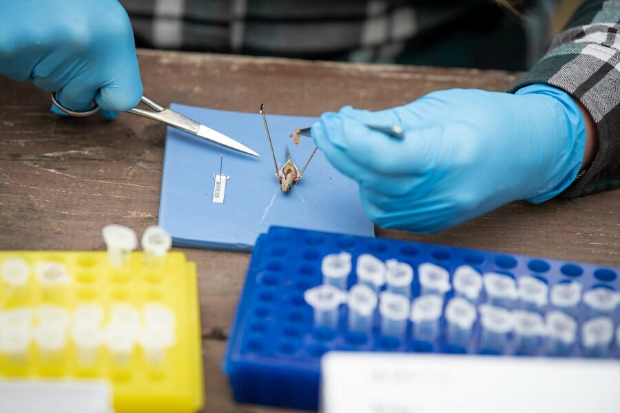 Gloved hands of a researcher collect guts of a fish.