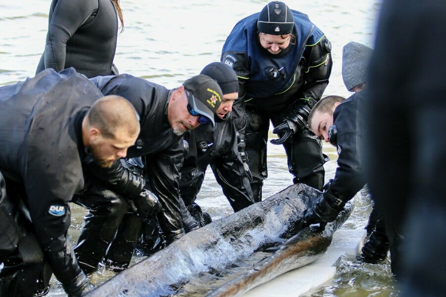 Group of divers in wet suits surround the canoe as they lift it out of the water