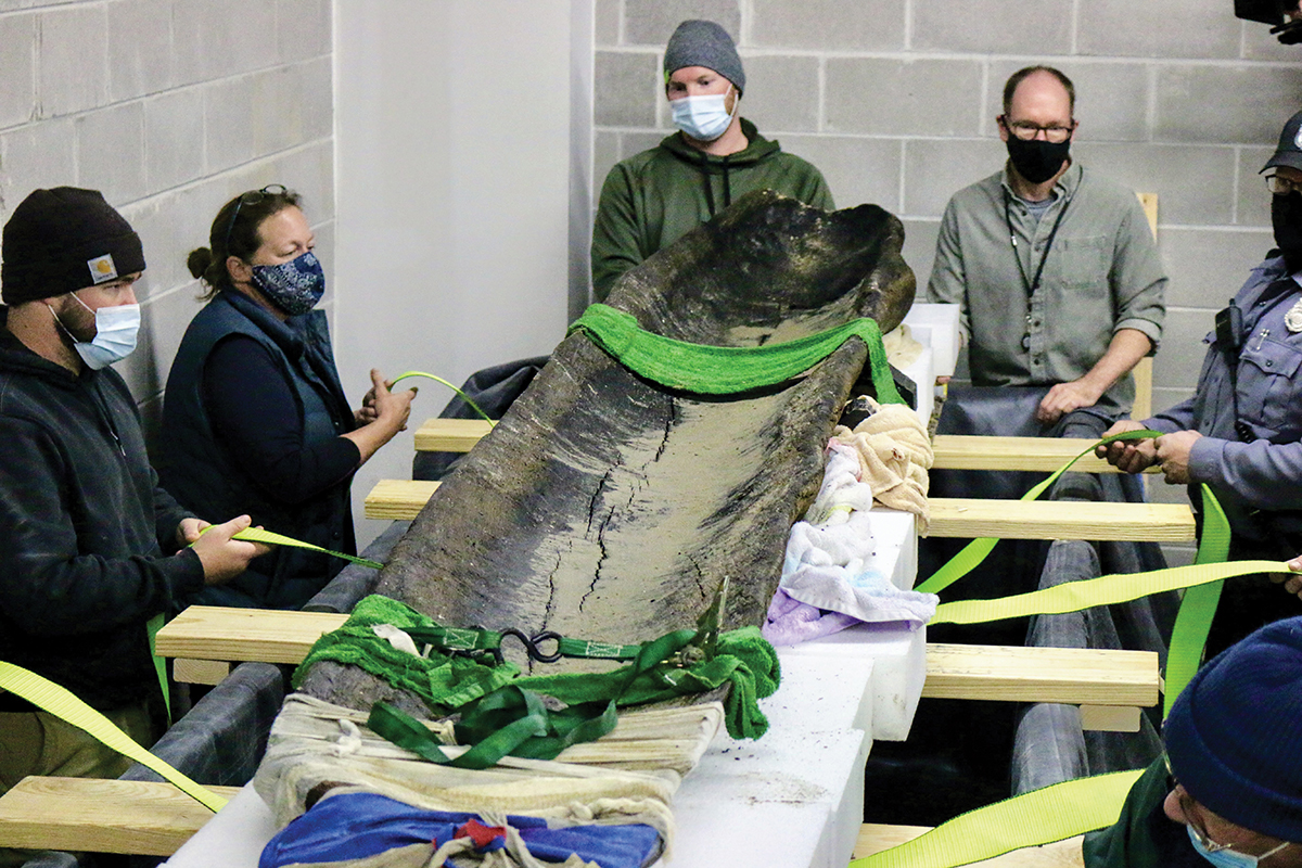 Archeologists transfer a recovered canoe 