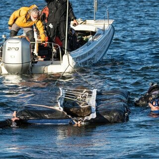 A team of divers surface near boat on Lake Mendota