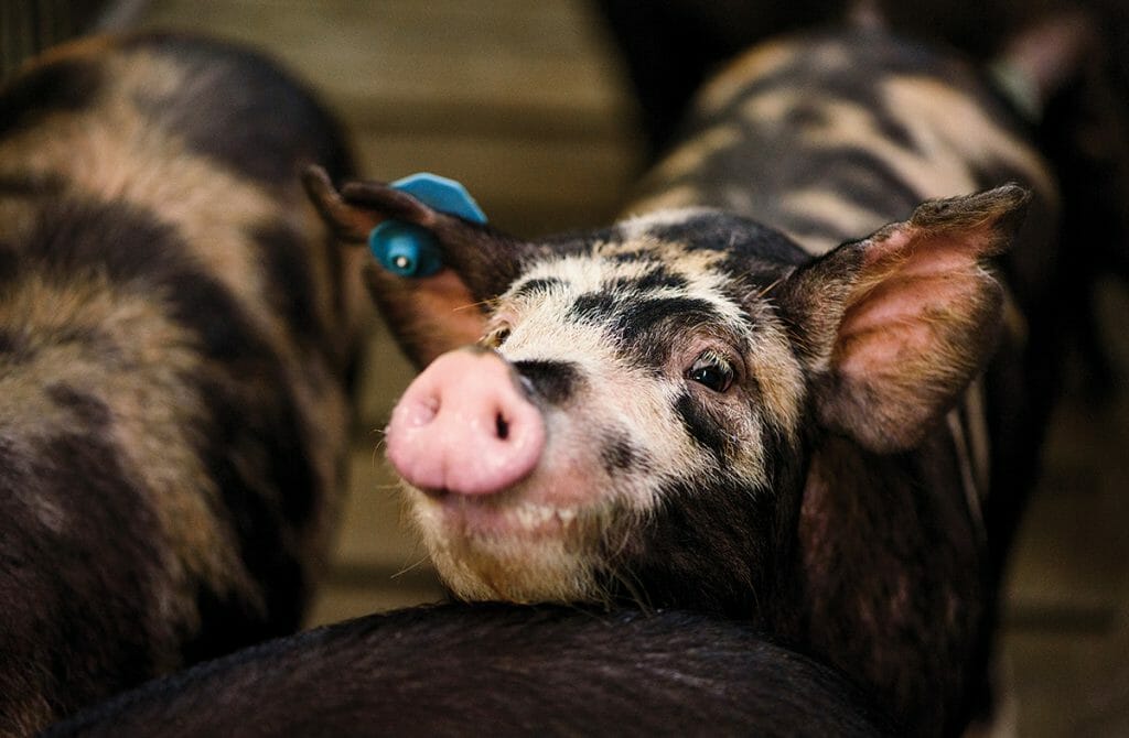 Small spotted pig with blue tag in its ear