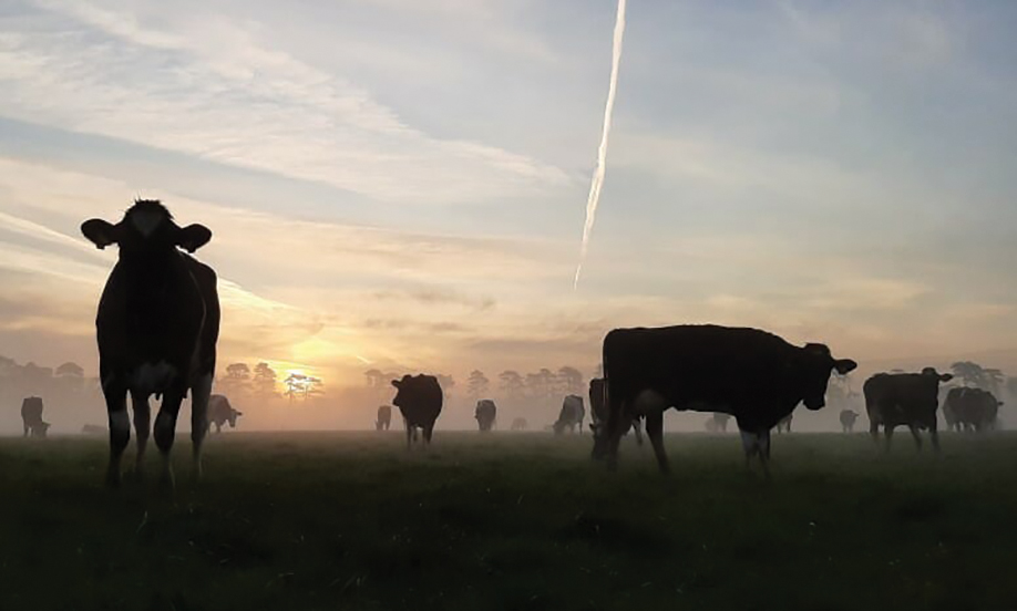A herd of cows in a field are silhouetted against a rising sun