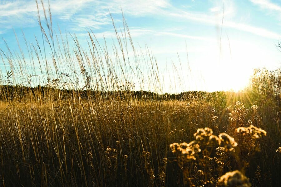 Sun rises over the Curtis Prairie grass in the UW Arboretum