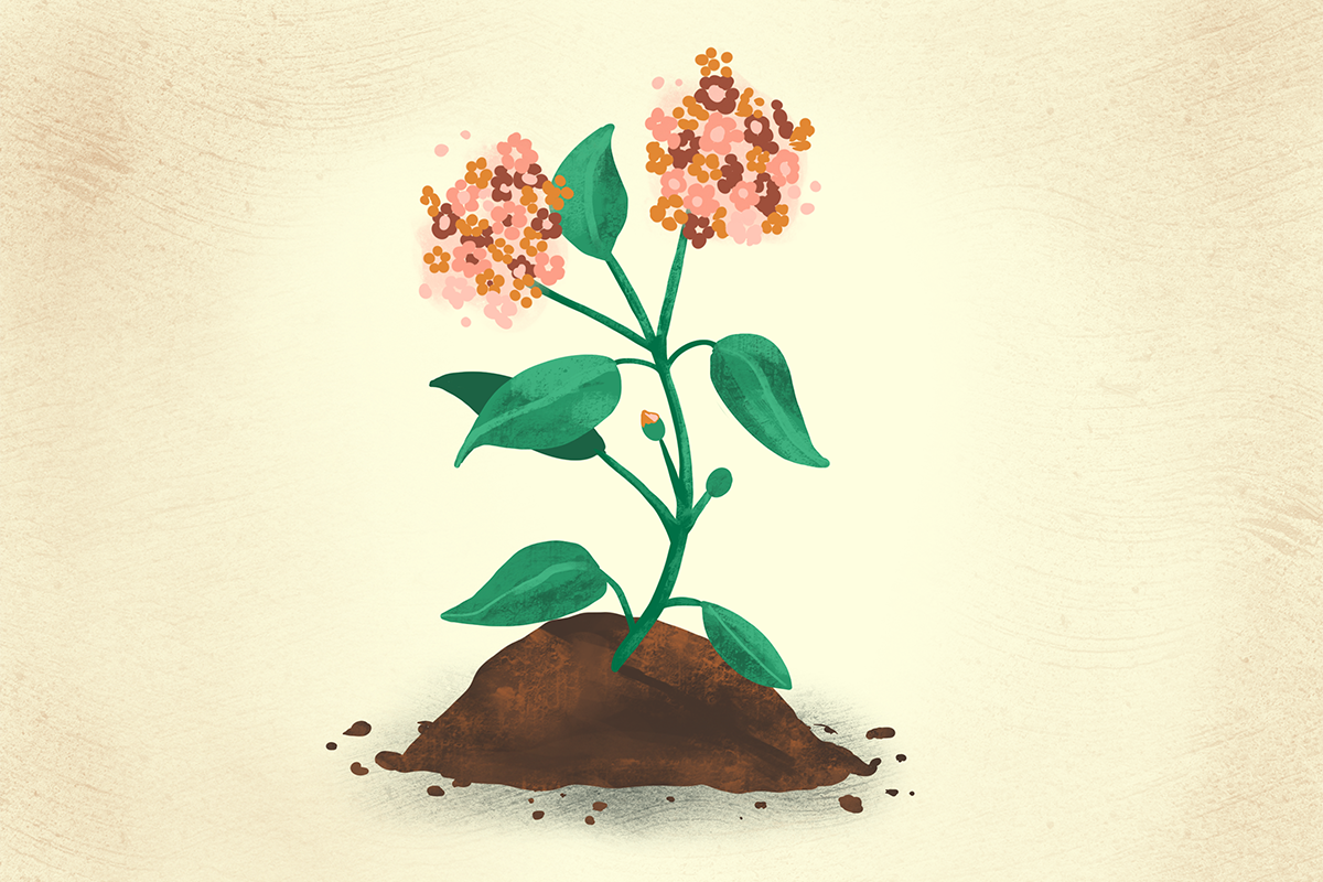 Illustration of pink flowering plant growing out of pile of dirt