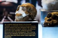 Homo Naledi fossils on exhibit