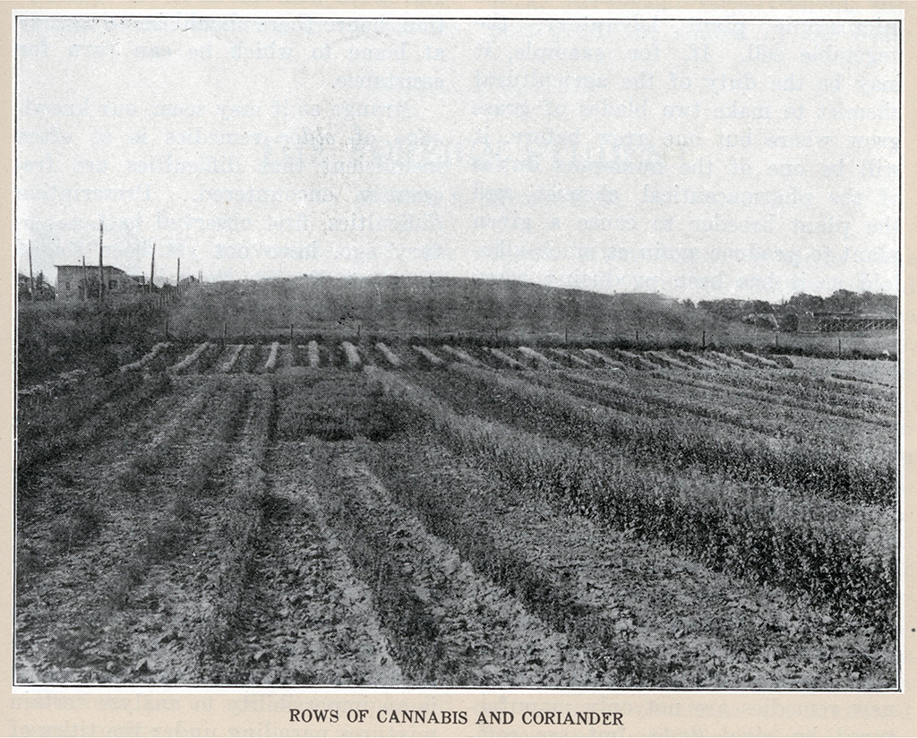 An yellowed photo showing a field of cannabis and coriander.