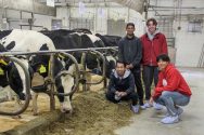 Students pose next to cows inside a barn