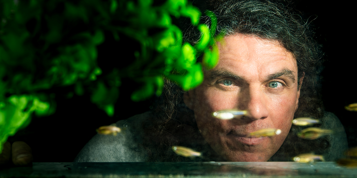 Francisco Pelegri peers into a fish tank, with dwarf danio fish swimming between him and the camera.