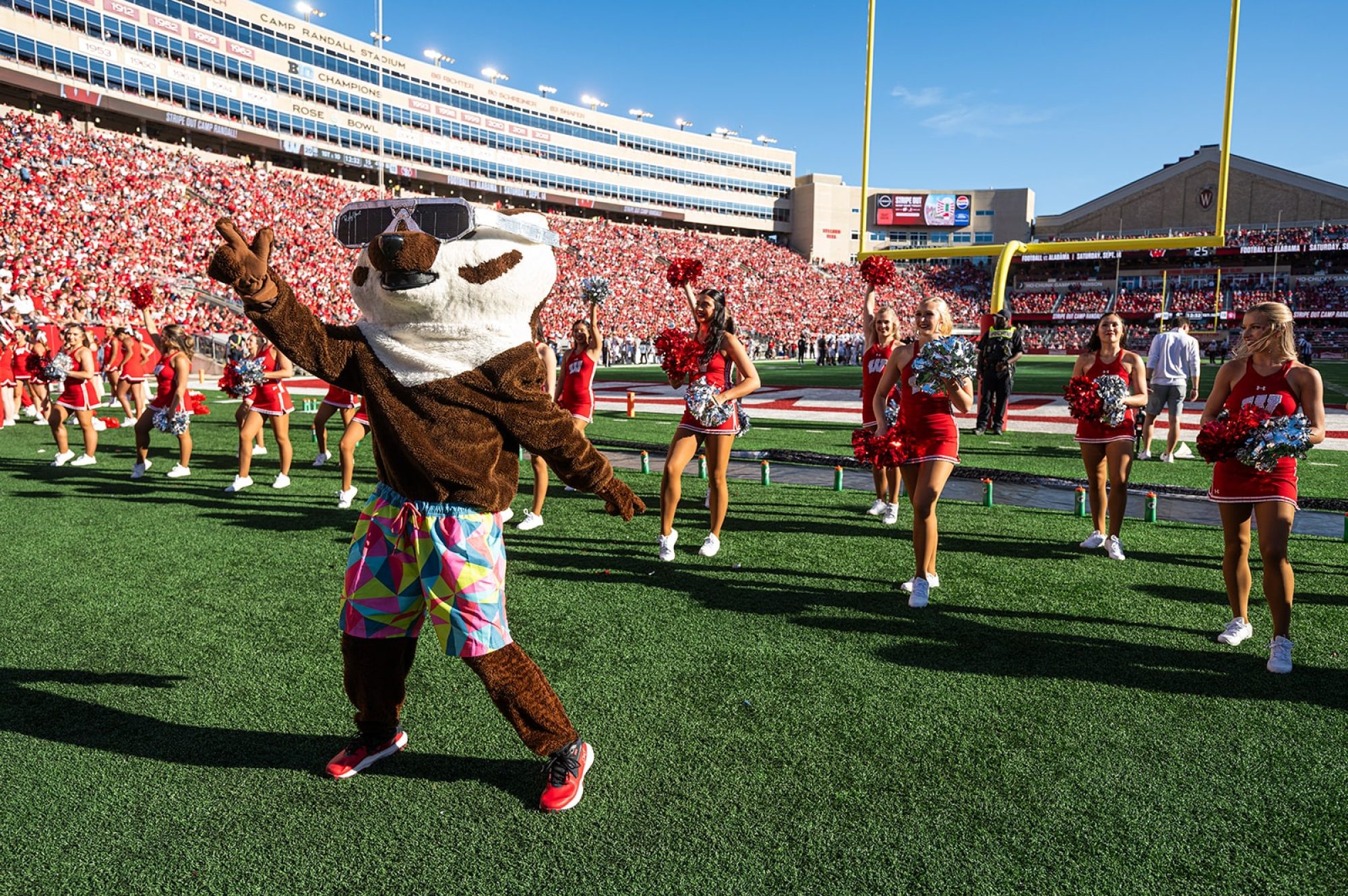 Bucky Badger wearing a swimsuit and sunglasses performs on a football field surrounded by cheerleaders with pom-poms, in front of a stadium full of spectators.