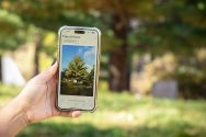 A cell phone is held in front of a tree on campus; the screen displays information about the tree as part of a virtual tour.