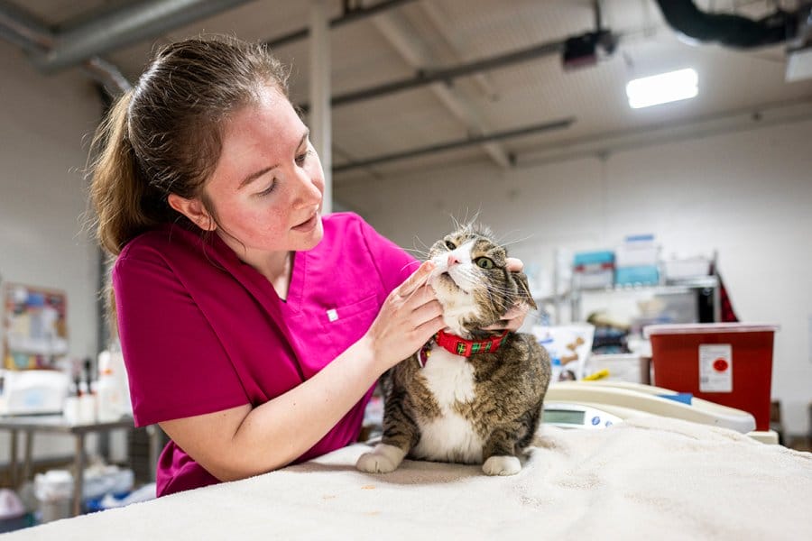 A person in a pink scrub top examines a cat wearing a red collar on a table in a veterinary clinic.