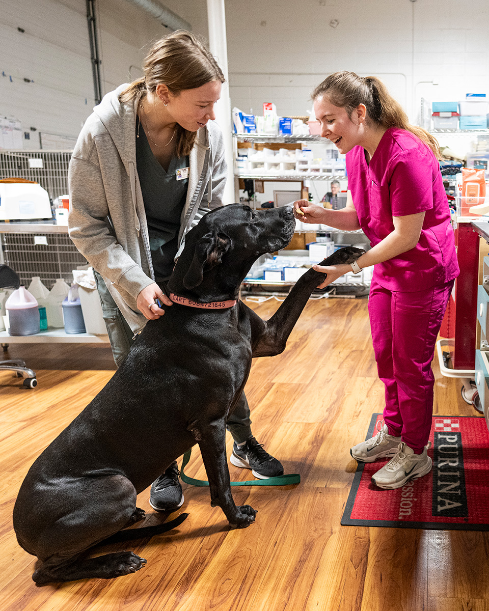 A large black dog is sitting on the floor, giving a paw to a person in pink scrubs while another person in casual clothing holds the dog's collar.