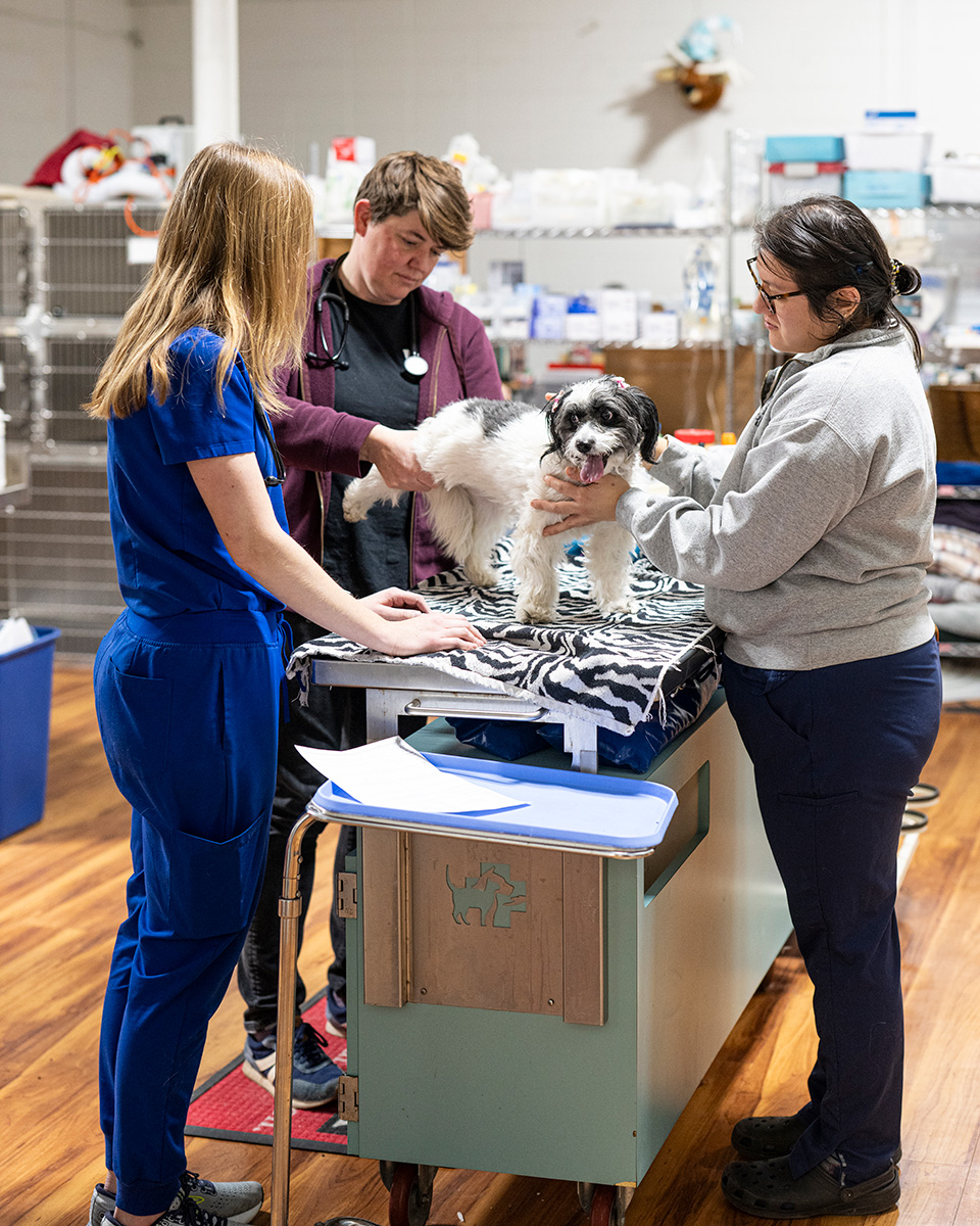 Three veterinary professionals examine a small dog on an examination table in a veterinary clinic.