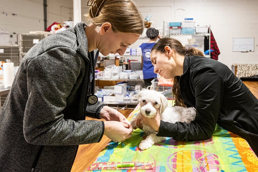 A veterinarian and an assistant are examining a small white dog on a colorful towel in a veterinary clinic.