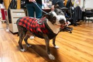 A dog wearing a red and black plaid jacket looks at the camera.