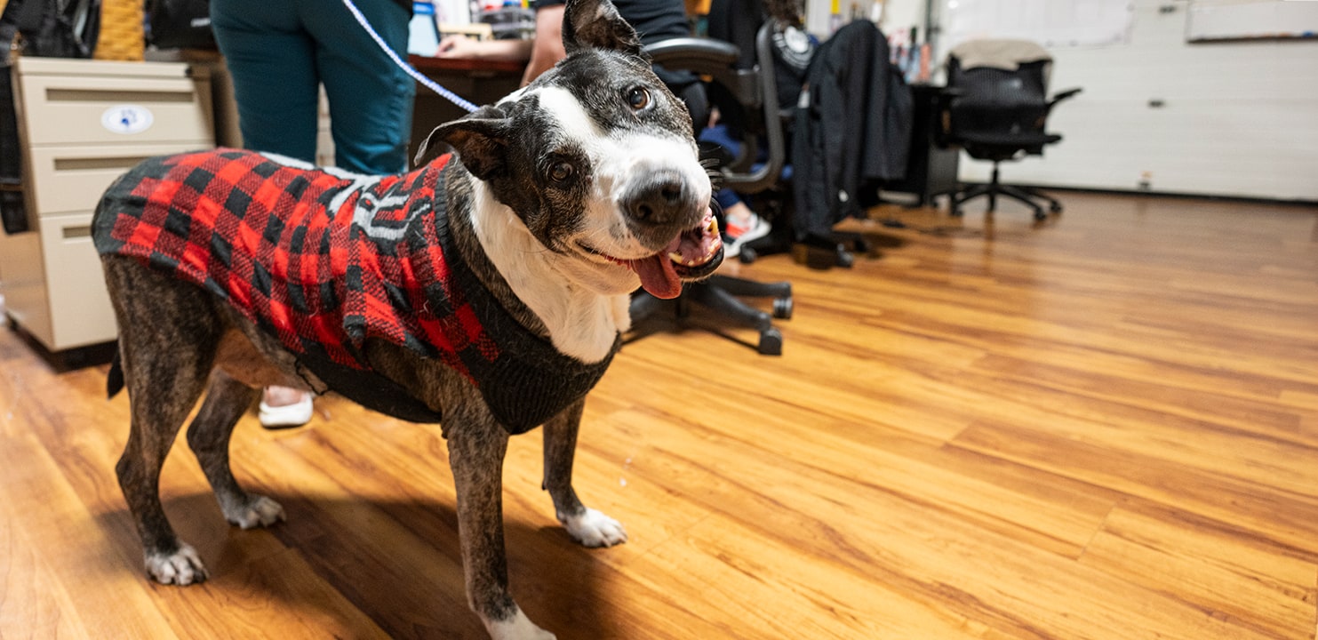 A dog wearing a red and black plaid jacket looks at the camera with its mouth open, while a person in teal pants is seen in the background.