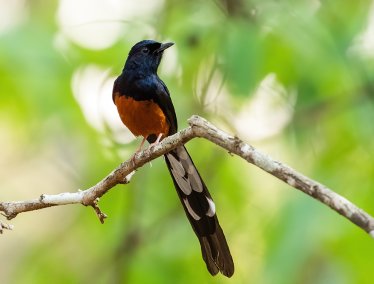 Black and orange bird with a long tail and white markings perched on a thin branch, set against a blurred green leafy background.