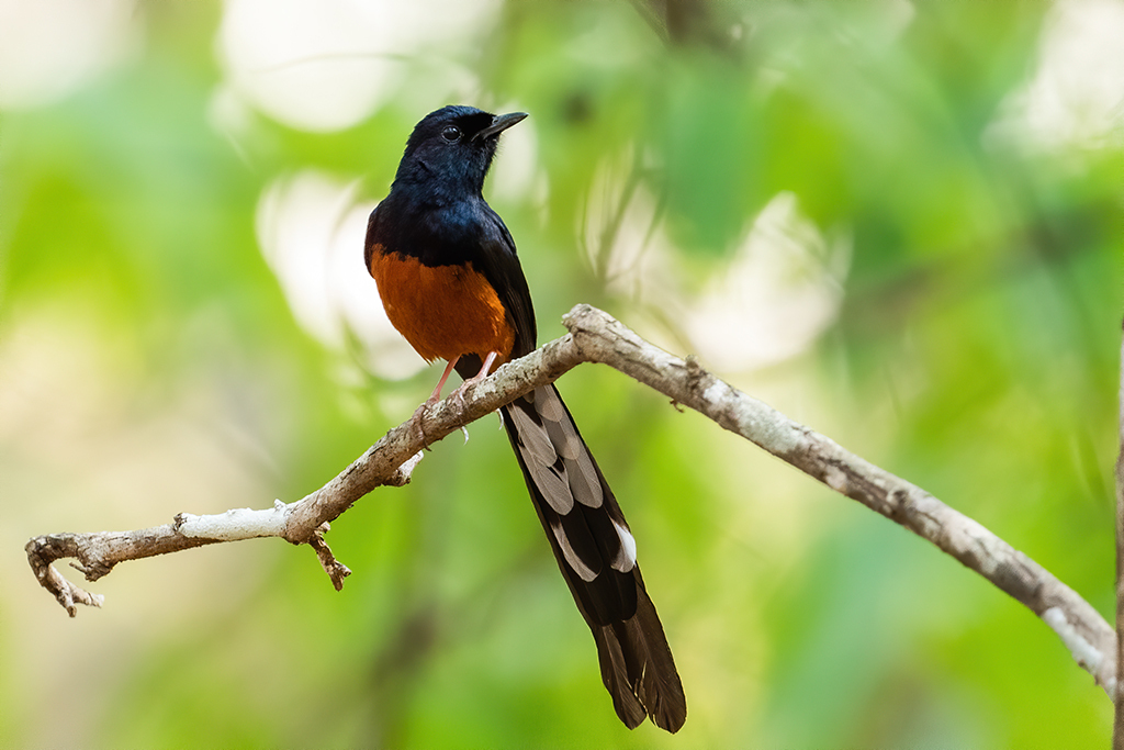 Black and orange bird with a long tail and white markings perched on a thin branch, set against a blurred green leafy background.