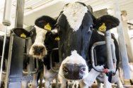Two black and white cows with ear tags stand in a barn facing the camera.