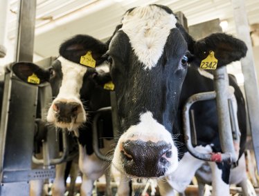 Two black and white cows with ear tags stand in a barn facing the camera.