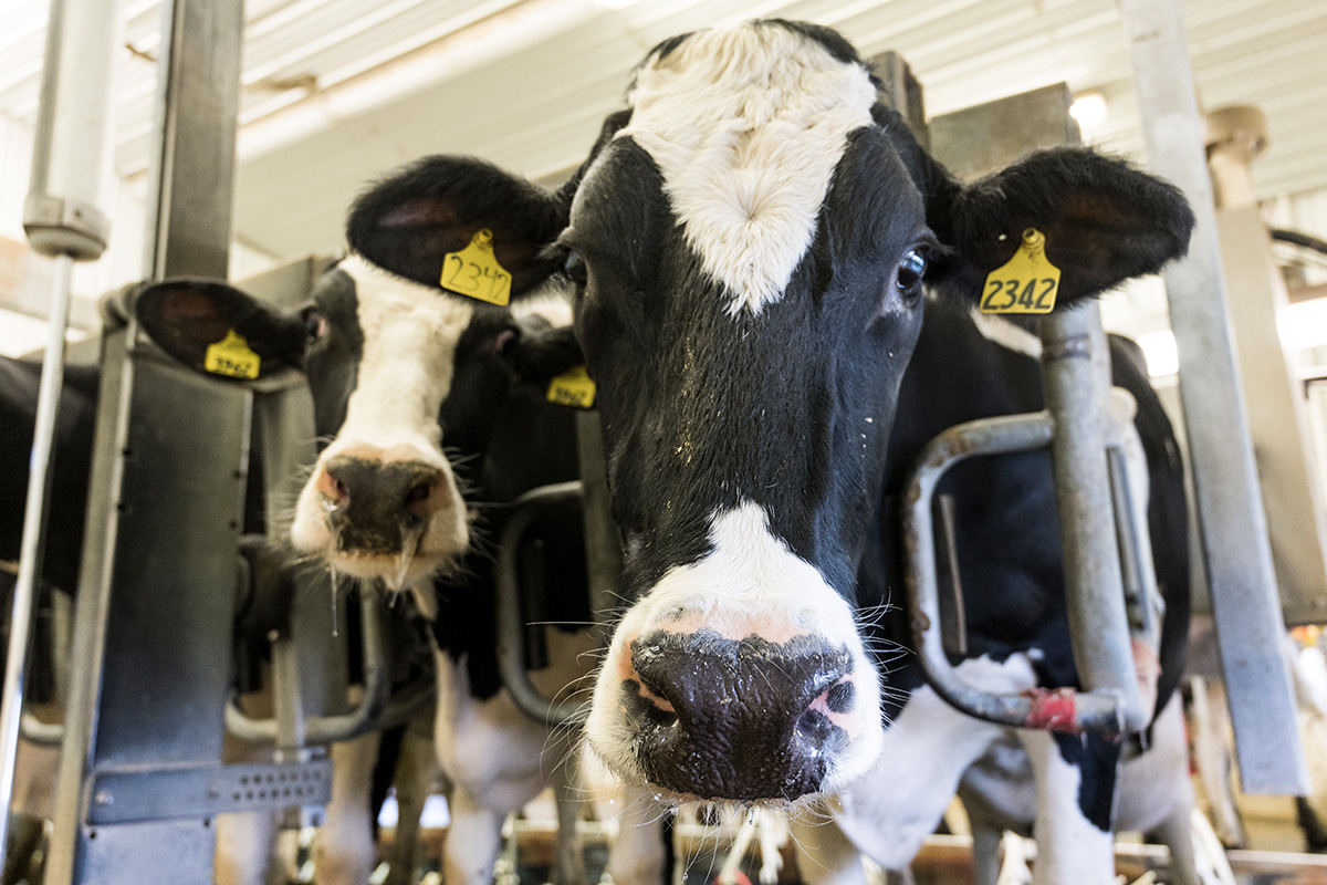 Two black and white cows with ear tags stand in a barn facing the camera.