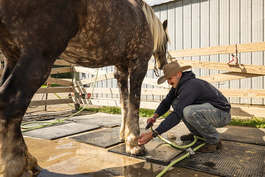 Officer Conybear rinses the legs of a large horse with a hose in an outdoor washing area.