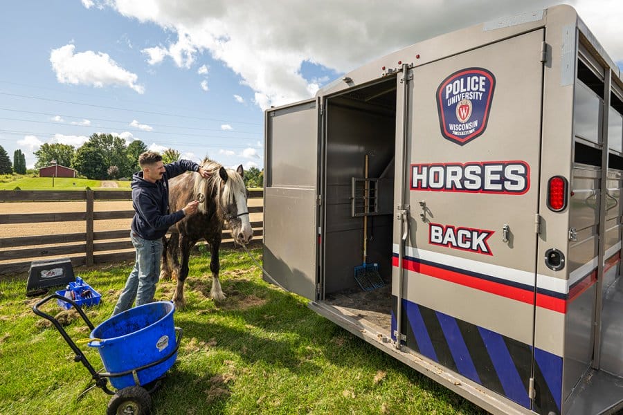 Officer Conybear brushes a gray horse next to a trailer labeled 'Police University of Wisconsin Horses Back' in an open field.