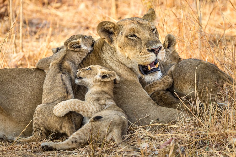 A lioness lies in dry grass while several playful cubs climb over and snuggle against her.