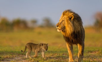 A male lion stands alert on a sunlit grassland while a small lion cub walks nearby.