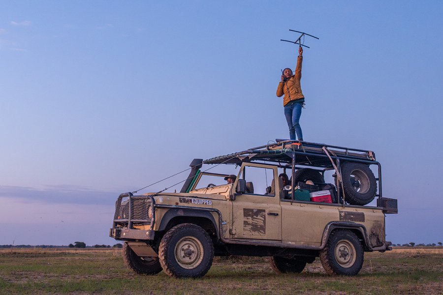 A person stands on the roof of a safari vehicle in an open grassland at dusk, holding a radio‑tracking antenna up toward the sky.