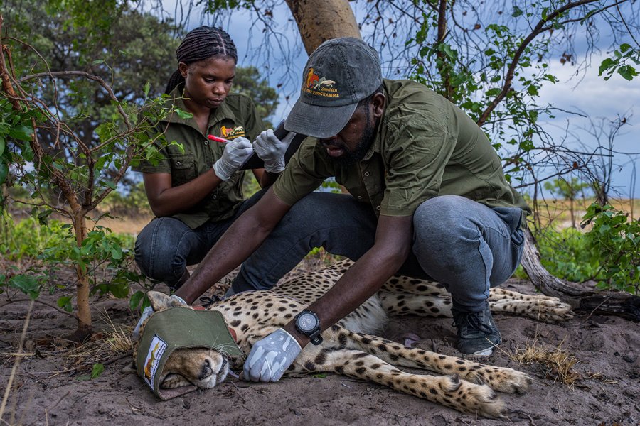 MarcusWestberg_Liuwa_2024_24