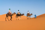 A line of three people ride camels across a bright orange sand dune while a guide in blue clothing leads them through the desert under a clear blue sky.